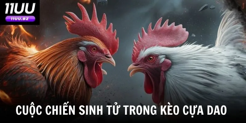 Tổng quan về bộ môn đá gà cựa dao tại nhà cái 11uu